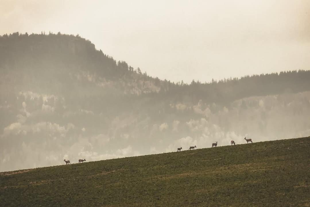 Wataha Pod Basztami - Alfa - Domki Caloroczne Radkow Zewnętrze zdjęcie