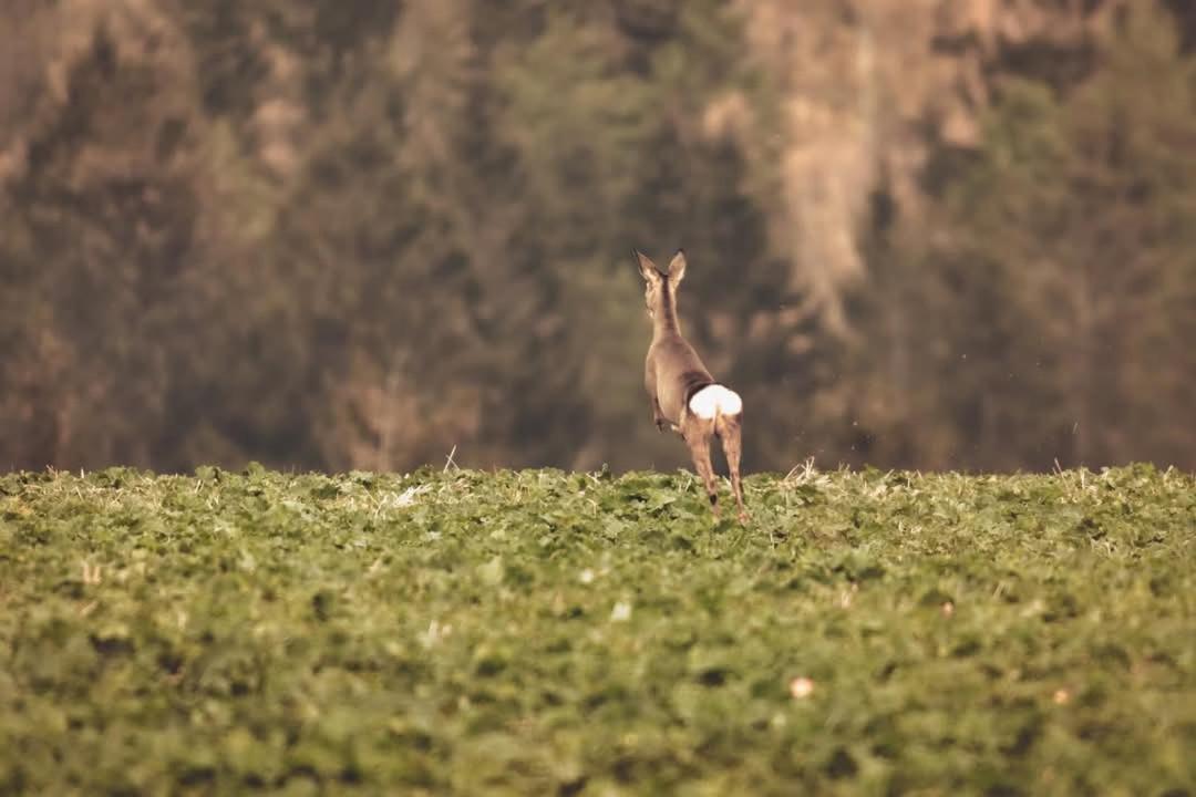 Wataha Pod Basztami - Alfa - Domki Caloroczne Radkow Zewnętrze zdjęcie